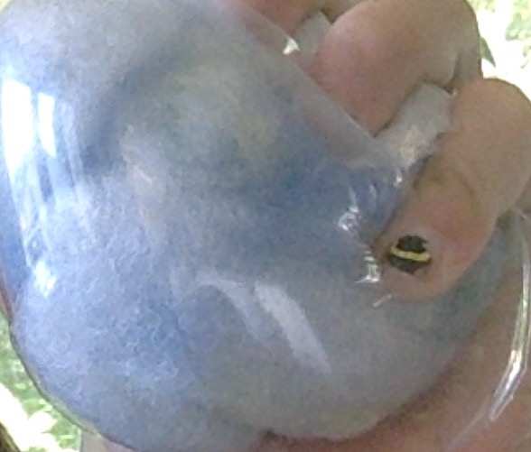 Blue and yellow cotton squishy